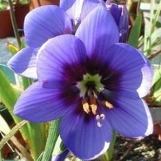 Geissorhiza splendidissima - 5 Seed Pack - Image 2