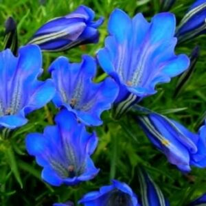 Gentiana Blue Silk - Blue Silk Gentian - 10+ Seed Pack