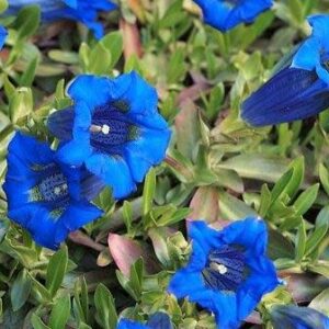 Gentiana acaulis - Trumpet Gentian, Stemless Gentian - 10+ Seed Pack