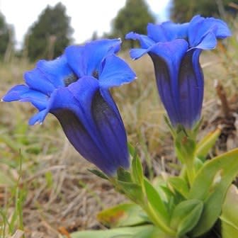 Gentiana acaulis - Trumpet Gentian, Stemless Gentian - 10+ Seed Pack - Image 2
