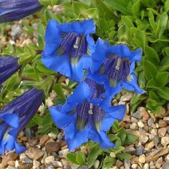 Gentiana acaulis - Trumpet Gentian, Stemless Gentian - 10+ Seed Pack - Image 3