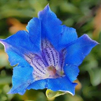 Gentiana acaulis - Trumpet Gentian, Stemless Gentian - 10+ Seed Pack - Image 4