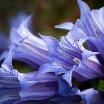 Gentiana acaulis - Trumpet Gentian, Stemless Gentian - 10+ Seed Pack - Image 5