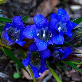 Gentiana scabra - Japanese Gentian, Border Gentian - 10+ Seed Pack