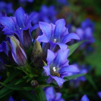 Gentiana scabra - Japanese Gentian, Border Gentian - 10+ Seed Pack - Image 2