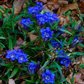 Gentiana scabra - Japanese Gentian, Border Gentian - 10+ Seed Pack - Image 3