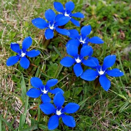 Gentiana verna - Spring Gentian - 10+ Seed Pack