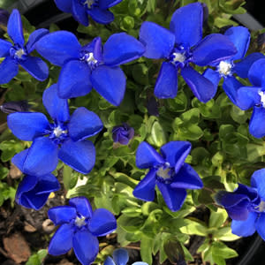 Gentiana verna - Spring Gentian - 10+ Seed Pack - Image 2