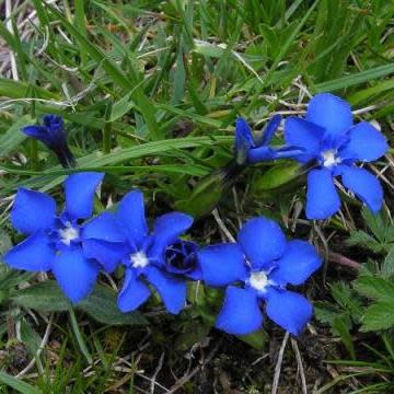 Gentiana verna - Spring Gentian - 10+ Seed Pack - Image 3