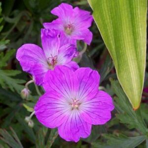 Geranium caffrum - Cranesbill, Khoara - 5 Seed Pack