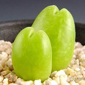 Gibbaeum cryptopodium - 10 Seed Pack