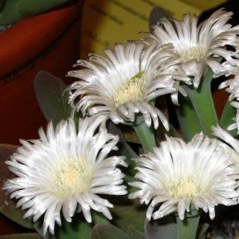 Gibbaeum velutinum White - 10 Seed Pack
