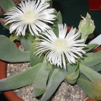 Gibbaeum velutinum White - 10 Seed Pack - Image 2