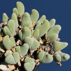 Gibbaeum velutinum White - 10 Seed Pack - Image 3