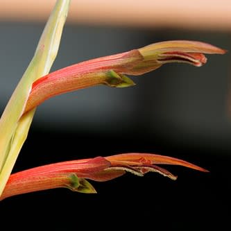 Gladiolus abbreviatus - 5 Seed Pack - Image 2