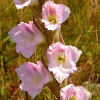 Gladiolus appendiculatus - 5 Seed Pack