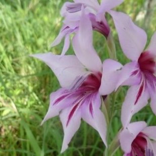 Gladiolus brachyphyllus - 5 Seed Pack