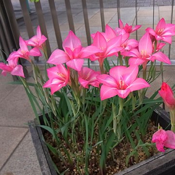 Gladiolus carmineus - Cliff Gladiolus, Hermanus Cliff-Gladiolus; Bergpypie - 5 Seed Pack