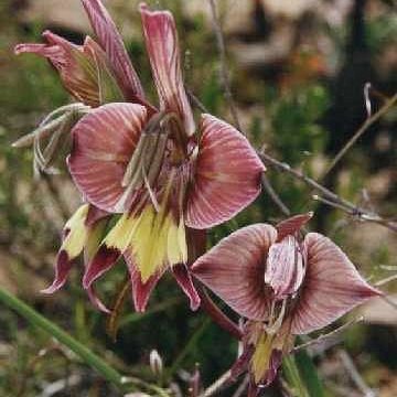 Gladiolus ceresianus - 5 Seed Pack