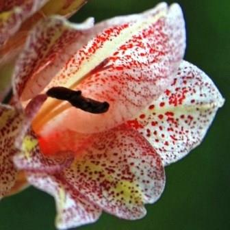 Gladiolus densiflorus - 5 Seed Pack