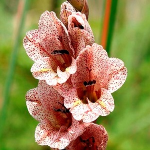 Gladiolus densiflorus - 5 Seed Pack - Image 2