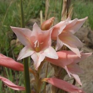 Gladiolus dolomiticus - 5 Seed Pack