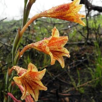 Gladiolus emiliae - 5 Seed Pack