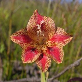Gladiolus emiliae - 5 Seed Pack - Image 2