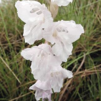Gladiolus ferrugineus White - 5 Seed Pack