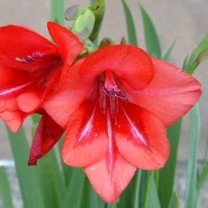 Gladiolus flanaganii - Suicide Lily - 5 Seed Pack