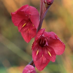 Gladiolus flanaganii - Suicide Lily - 5 Seed Pack - Image 2