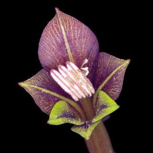 Gladiolus fourcadei - 5 Seed Pack