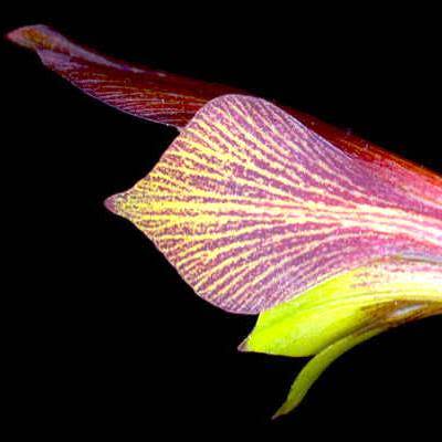 Gladiolus fourcadei - 5 Seed Pack - Image 2