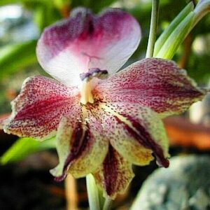 Gladiolus guthriei - Kaneelpypie - 5 Seed Pack