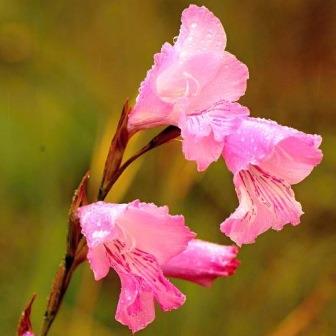 Gladiolus hirsutus - Lapmuis - 5 Seed Pack