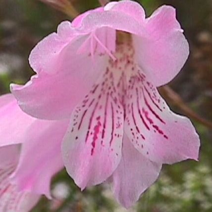 Gladiolus hirsutus - Lapmuis - 5 Seed Pack - Image 2