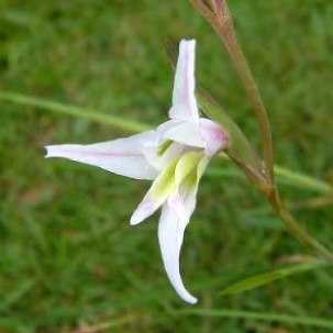 Gladiolus involutus - Bloupypie; George Bluebell - 5 Seed Pack - Image 2