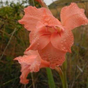 Gladiolus mortonius - 5 Seed Pack