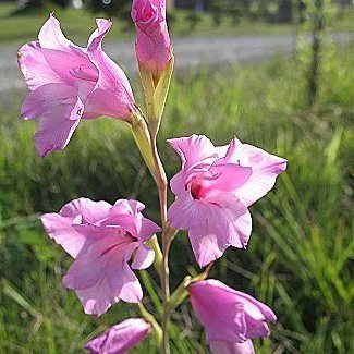 Gladiolus ochroleucus - 5 Seed Pack