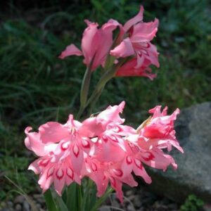 Gladiolus pappei - 5 Seed Pack