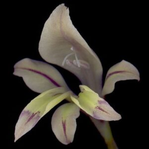 Gladiolus permeabilis ssp. permeabilis - Patrysuintjie - 5 Seed Pack