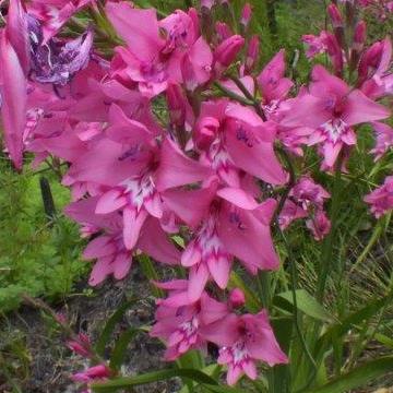 Gladiolus phoenix - 5 Seed Pack