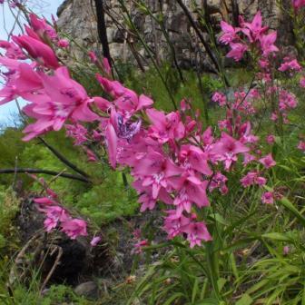 Gladiolus phoenix - 5 Seed Pack - Image 2