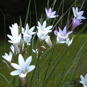 Gladiolus quadrangulus - 5 Seed Pack