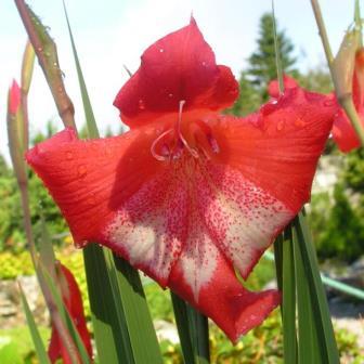 Gladiolus saundersii - Lesotho Lily - 5 Seed Pack