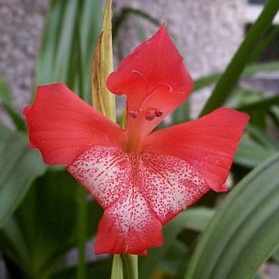 Gladiolus saundersii - Lesotho Lily - 5 Seed Pack - Image 2
