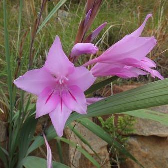 Gladiolus scabridus - 5 Seed Pack