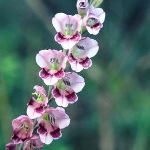 Gladiolus serpenticola - 5 Seed Pack