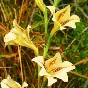 Gladiolus tristis var. aestivalis - Marsh Afrikaner - 5 Seed Pack