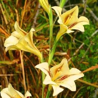 Gladiolus tristis var. aestivalis - Marsh Afrikaner - 5 Seed Pack